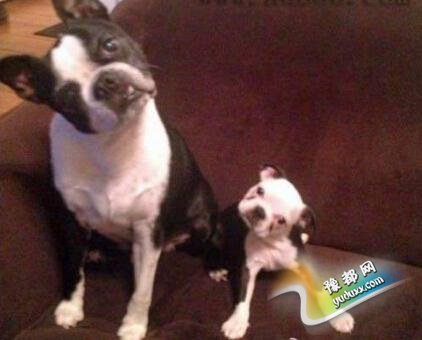 【花椒面】:7年23万 要了二胎伤不起