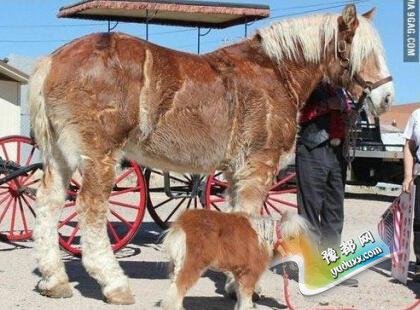 【花椒面】:7年23万 要了二胎伤不起