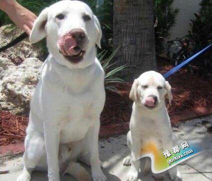 【花椒面】:7年23万 要了二胎伤不起