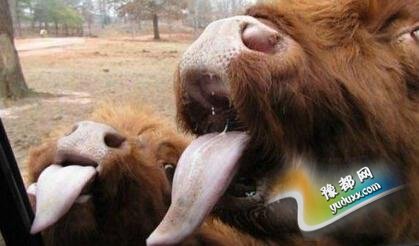 【花椒面】:7年23万 要了二胎伤不起