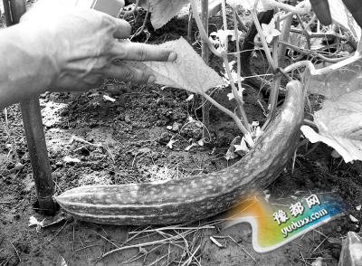 ״ν̫ӽջ ̫ջƹϿһ