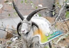 男子花万余元买“四角羊” 养半年后愿免费送人