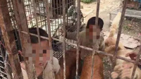 南京：6岁小兄妹被关荒地狗笼 与狗吃住