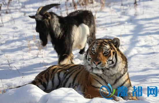 中新网12月5日电  据外媒5日报道，人们常说“送羊入虎口”，没想到老虎和山羊也可成为“好朋友”。