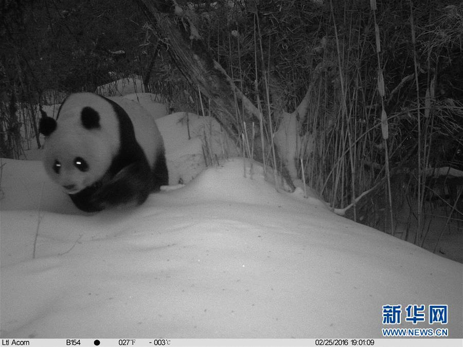 红外相机记录到野生大熊猫罕见雪景照