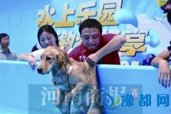 郑州金水区举办家庭宠物运动会 近百只狗狗参赛