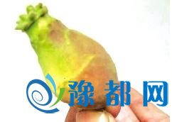 注意！树上这种发红的“杏”不能吃 果实有毒