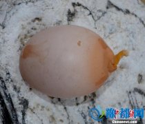 湖北宜都现“长尾巴”畸形蛋 或系母鸡卵巢异物