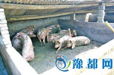 我省生猪价格行情低迷 猪肉商品价格无降价迹象