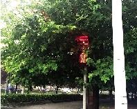 树叶遮住指示灯 交警队：立即修剪树木消除隐患