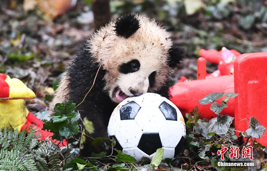 　　1月11日，中国大熊猫保护研究中心2016年新生的8只熊猫宝宝集体亮相，率先向全国人民拜年。这8只熊猫宝宝中，有3对双胞胎，2只单胎。它们在工作人员布置的充满新春喜庆氛围的环境里东看看，西闻闻，憨态十足，萌翻全场。 安源 摄