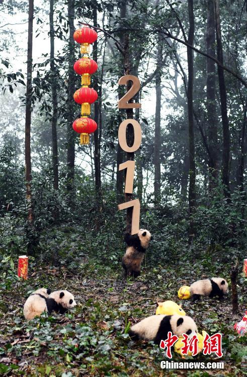 　　1月11日，中国大熊猫保护研究中心2016年新生的8只熊猫宝宝集体亮相，率先向全国人民拜年。这8只熊猫宝宝中，有3对双胞胎，2只单胎。它们在工作人员布置的充满新春喜庆氛围的环境里东看看，西闻闻，憨态十足，萌翻全场。 安源 摄