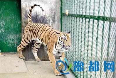 两只华南虎首次安家郑州 “母老虎”中秋节亮相