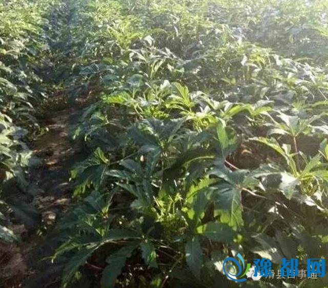 滑县40亩秋葵严重滞销 当地很多人不知道这是啥