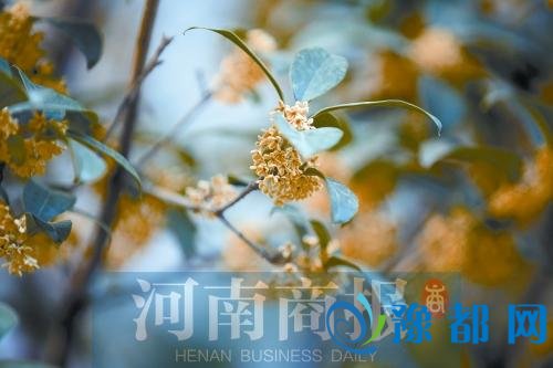 桂花迟到错在“晚秋” 又一股冷空气扑过来