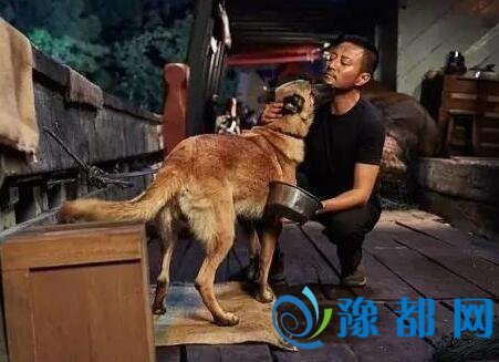 今年郑州犬只注册登记年检事项都在这 快来看看