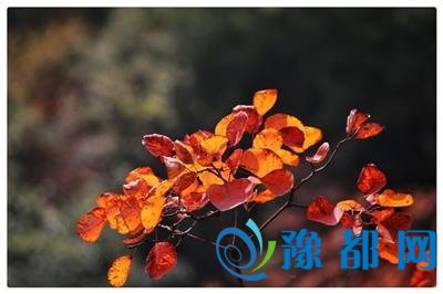  许昌明天有小到中雪 温度明显下降低温零下1度