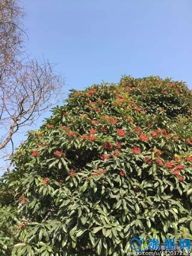 提醒！周五河南气温狂降9℃ 而且还有"大雪"将至