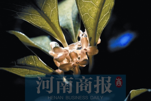  郑州的桂花时隔一个月后再次飘香 天气是“幕后推手”