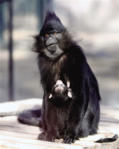 动物园又添“萌宝”！黑毛白眉猴首次在郑州繁殖
