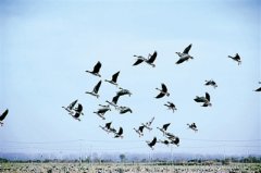 路过都是客！郑州北黄河滩种4000亩冬小麦 让过路候鸟有食吃