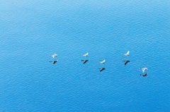 三门峡启动“2017白天鹅旅游季” 冬季到三门峡看天鹅