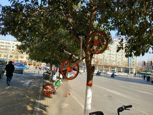 4辆共享单车“骑”上行道树 谁搞的恶作剧？