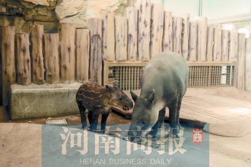  郑州中美貘宝宝露脸迎客 来给貘宝宝起个名字吧