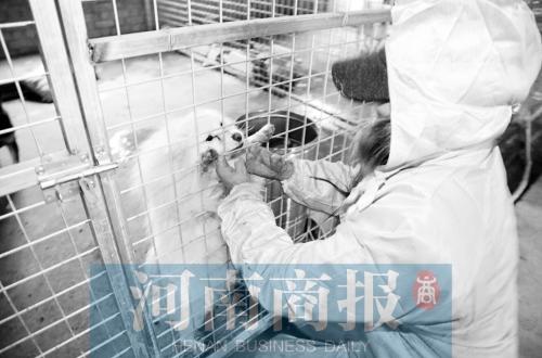  20年前她遭遇车祸毁容 如今是数百只流浪狗的“妈妈”