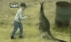 澳大利亚：爱犬遭袋鼠锁喉 男主人一拳打懵袋鼠