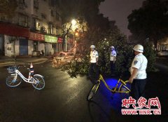郑州百花路行道树倒地挡道 绿化部门凌晨抢险解除隐患