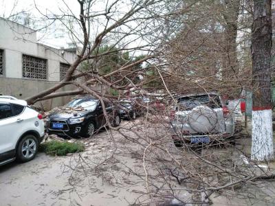 郑州大风刮倒树砸坏三辆车 市民:给公共设施买保险