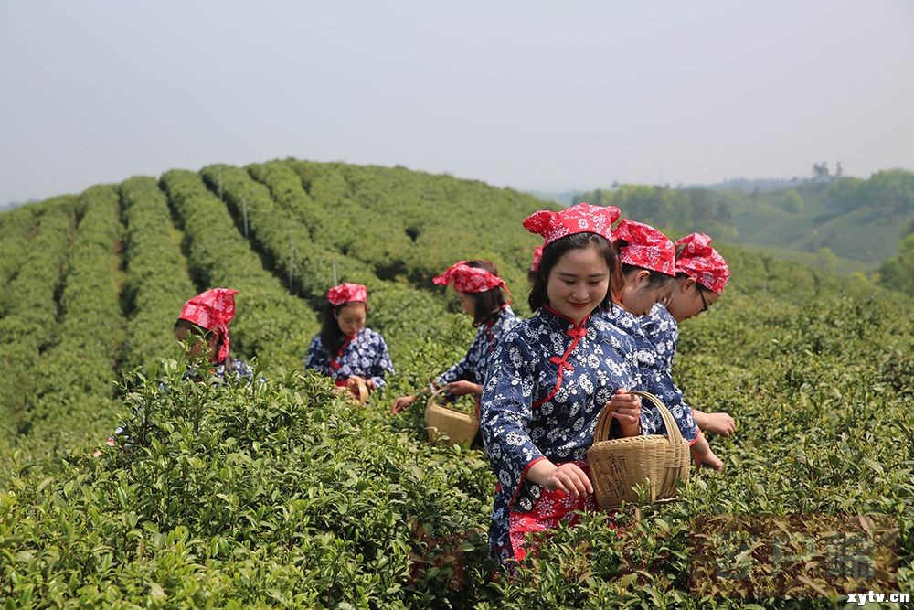 信阳春茶开采啦！小小毛尖茶，富了村美了乡