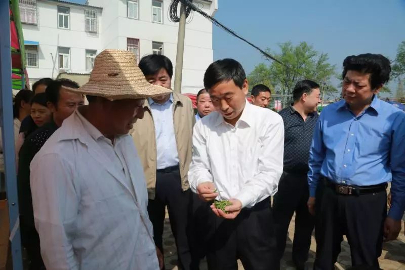 乔新江到浉河区调研春茶生产、茶旅融合、乡村振兴工作