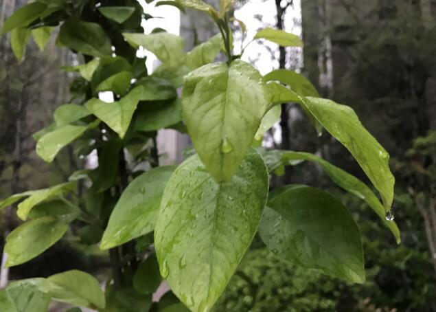 清明时节家家雨！河南多地有雨 局地中雨伴雷电