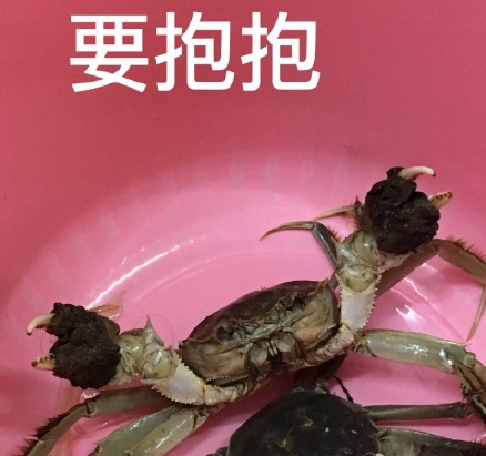 螃蟹带刀从厨房逃走了 盘点成了精的螃蟹