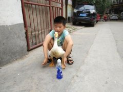 见过遛鹅的吗？郑州十岁男孩养个白鹅当宠物
