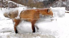 德国一狐狸掉进河里 结果冻成“冰雕”(图)