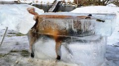 严寒袭欧洲60人死 狐狸掉进冰河成“冰雕”
