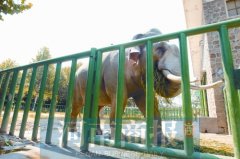 身残志坚!郑州市动物园“名角”巴布的励志“象生”