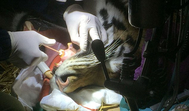 为了手术能顺利进行，埃尔顿被兽医注射了镇静剂。随后，牙医凯尔泰斯为埃尔顿做了牙科手术，并且彻底清洁了它的牙齿，填补了之前牙齿的缝隙以防再次感染。