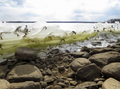 美国一自然公园现奇景：湖鱼被冰封“空中”