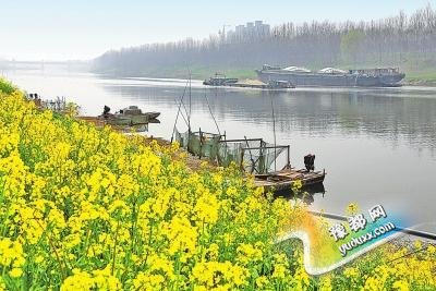  河南油菜花田地图出炉 看看哪个离你最近
