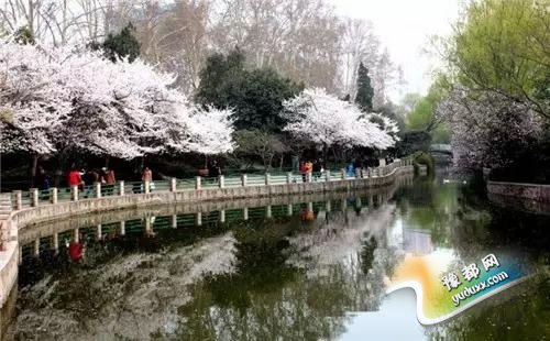  赏樱花何必去武大 周末来约郑州八大赏樱地(图)