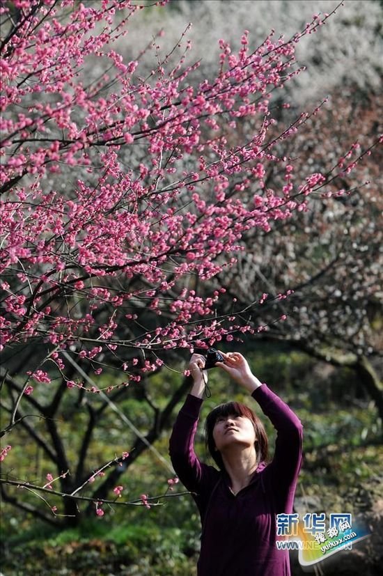 初春时节，杭州市余杭区超山风景区的梅花绽放、香气袭人，呈现出一幅“十里梅花香雪海”的壮美画卷，吸引了不少游客前来踏青赏梅。