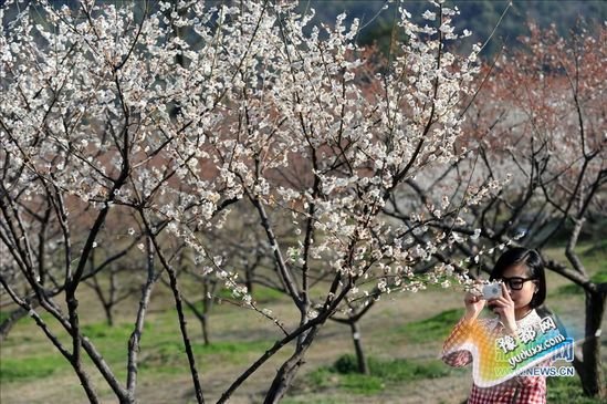 初春时节，杭州市余杭区超山风景区的梅花绽放、香气袭人，呈现出一幅“十里梅花香雪海”的壮美画卷，吸引了不少游客前来踏青赏梅。