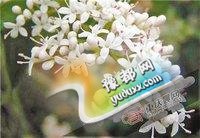 花草越美越毒 来看15种不宜摆放在室内的花草