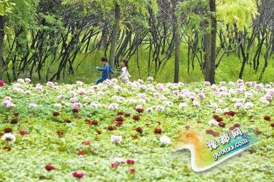  暮春繁花染绿城 郑风牡丹园牡丹芍药开成海(图)